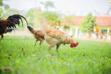 Some chickens are looking for food in the grass