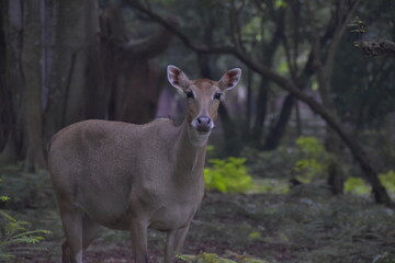 Reo deer in the forest