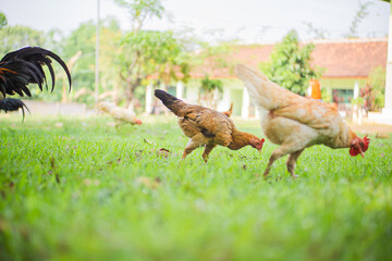 Some chickens are looking for food in the grass