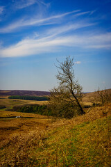 Obraz premium Tree in the hilly peak district