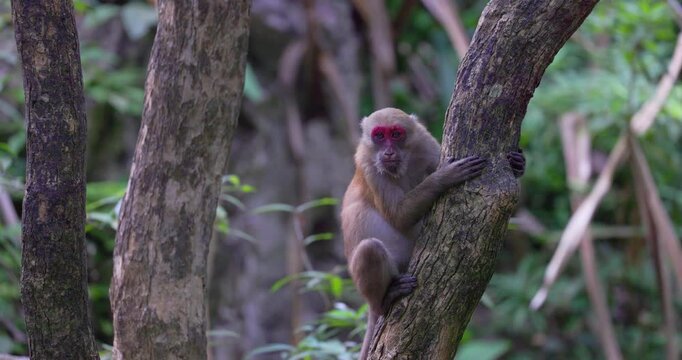 Rhesus Macaque (Macaca mulatta) in the rainforest of Erawan NP, Thailand