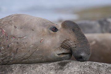 Battle scarred male Southern Elephant Seal (Mirounga leonina) during the breeding season on Sealion Island in the Falkland Islands.