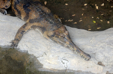 マレーガビアル