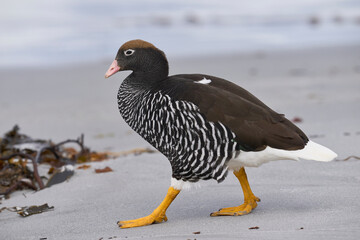 Female Kelp Goose (Chloephaga hybrida malvinarum) on the beach of Sea Lion Island in the Falkland Islands.    