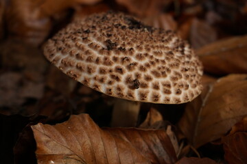 Herbst