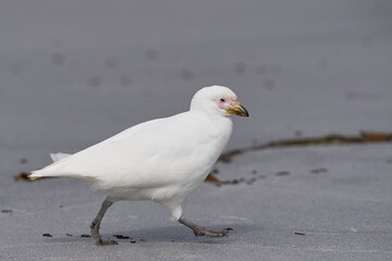 Pale-faced Sheathbill (Chionis albus) on the coast of Sea Lion Island in the Falkland Islands.                               