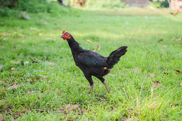 Black Bangkok chicken with red comb is in the yard looking for food