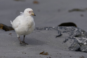 Pale-faced Sheathbill (Chionis albus) on the coast of Sea Lion Island in the Falkland Islands.     ...