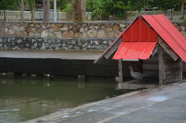 Naklejka premium A duck inside the small hut with a red roof and setting near a body of water in rural life