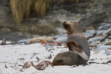 Naklejka premium Southern Sea Lion (Otaria flavescens) grooming on the beach on Sea Lion Island in the Falkland Islands.