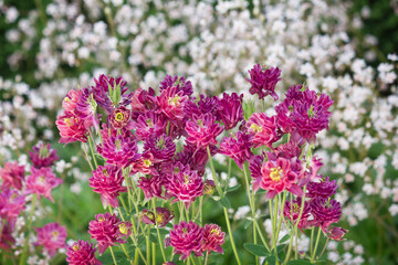 Obraz premium Close-up of pink aquileia flowers. Pink aquilea in the garden