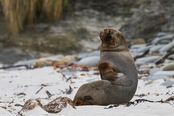 Southern Sea Lion (Otaria flavescens) grooming on the beach on Sea Lion Island in the Falkland Islands.