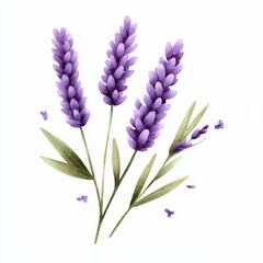 Fototapeta premium Beautiful lavender flowers with green leaves on a clean white background.