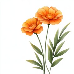 Naklejka premium Vibrant orange flowers with green leaves on a white background.