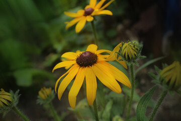 Rudbeckia pilosa yellow flower with brown core close-up. Summer flowers in a flower bed