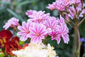 Obraz premium Beautiful Siskiyou lewisia (lewisia cotyledon) flowers.