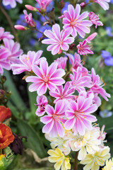 Beautiful Siskiyou lewisia (lewisia cotyledon) flowers.