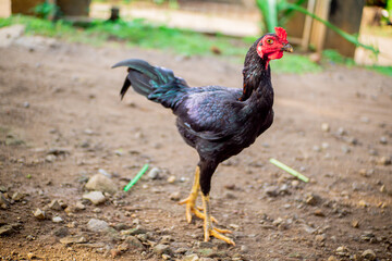 Black Bangkok chicken with red comb is in the yard looking for food