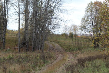 Old road in autumn forest
