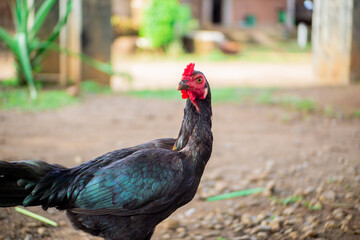 Black Bangkok chicken with red comb is in the yard looking for food