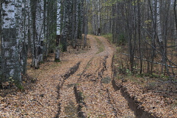 Old road in autumn forest