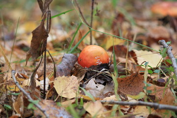 fly agaric in the autumn forest