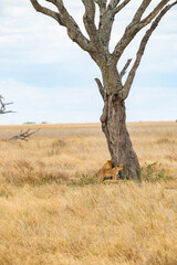 Tanzania adventure to see felines in the wilderness