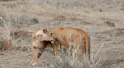 Tanzania adventure to see felines in the wilderness