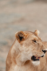Tanzania adventure to see felines in the wilderness