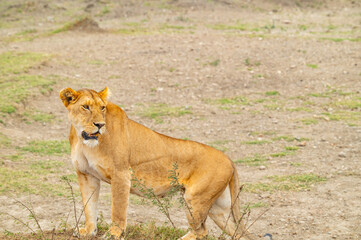 Tanzania adventure to see felines in the wilderness