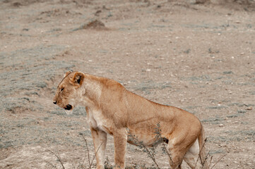 Tanzania adventure to see felines in the wilderness