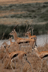 Tanzania adventure to see herbivores in the wilderness