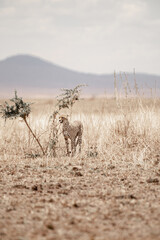 Tanzania adventure to see felines in the wilderness