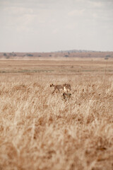 Tanzania adventure to see felines in the wilderness