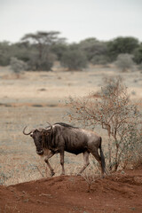 Obraz premium Tanzania adventure to see herbivores in the wilderness