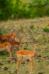 Tanzania adventure to see felines in the wilderness