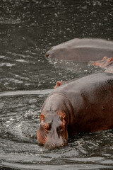 Tanzania adventure to see hippos in the wilderness