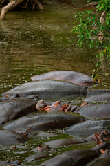 Tanzania adventure to see hippos in the wilderness