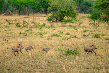 Tanzania adventure to see warthog in the wilderness