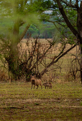 Tanzania adventure to see warthog in the wilderness