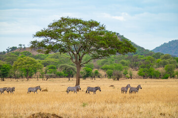 Tanzania adventure to see herbivores in the wilderness