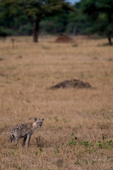Tanzania adventure to see felines in the wilderness