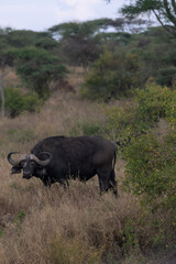 Obraz premium Tanzania adventure to see felines in the wilderness