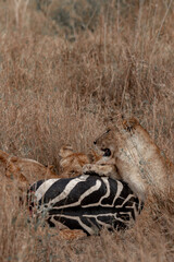 Tanzania adventure to see felines in the wilderness