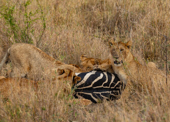 Tanzania adventure to see felines in the wilderness