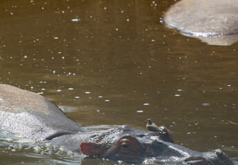 Tanzania adventure to see hippos in the wilderness