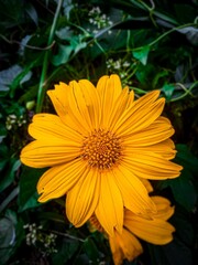 Beautiful yellow flower in garden