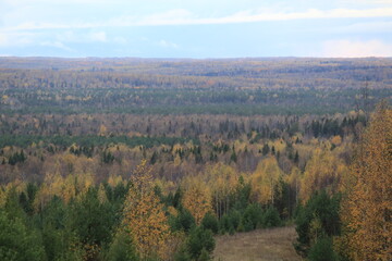 Fototapeta premium autumn in the forest