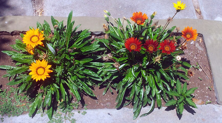 Gazania rigens