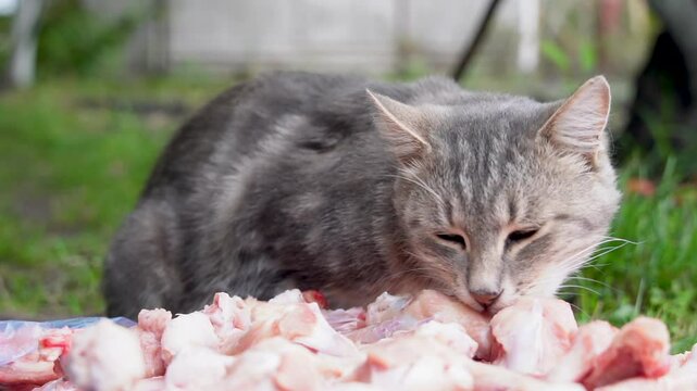 Hungry stray cat gnawing chicken bones
